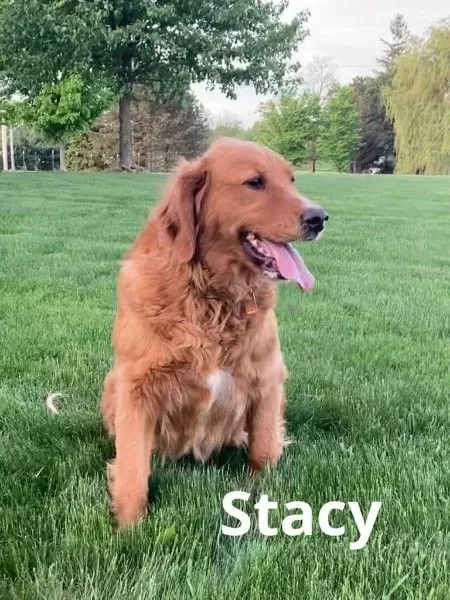 Puppy Name: Stacy - golden retriever
