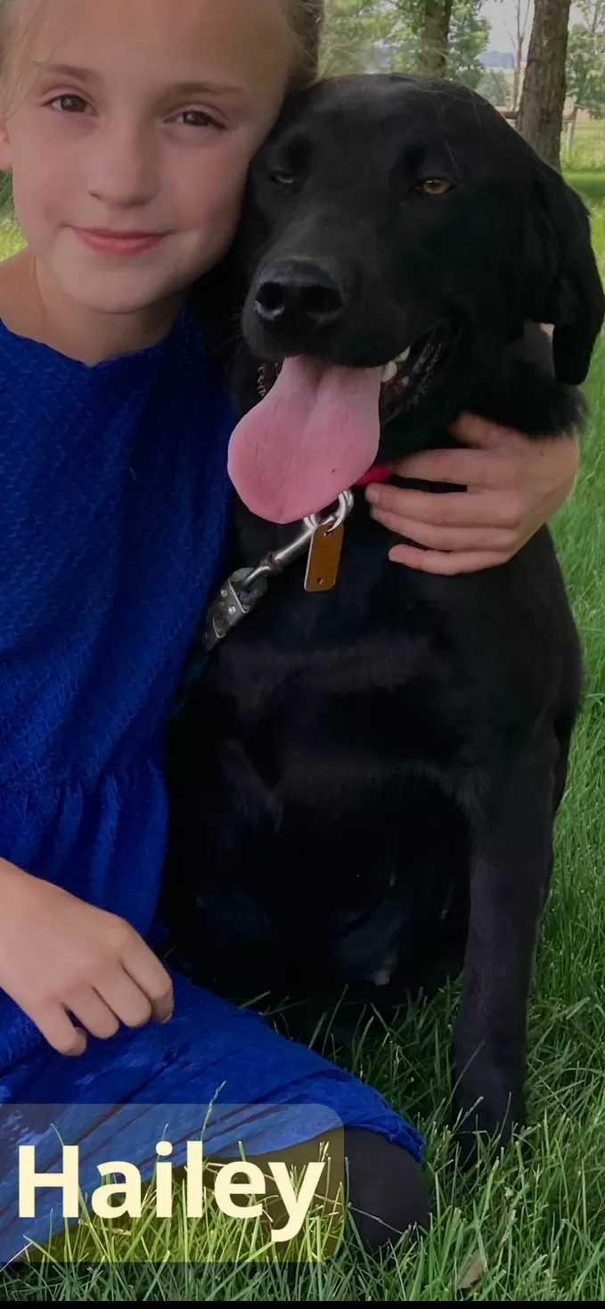 Hailey black lab