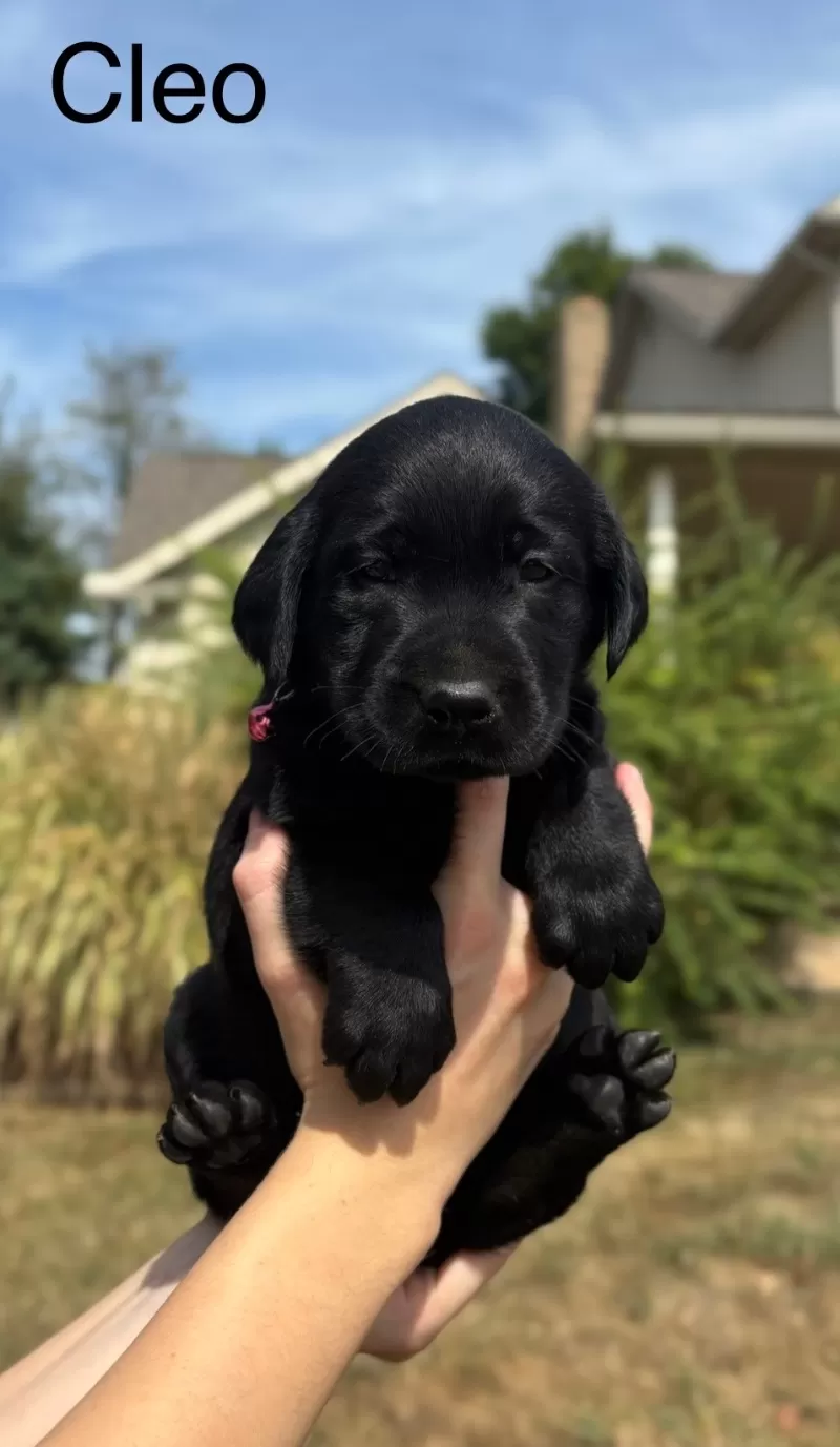 Hailey black lab