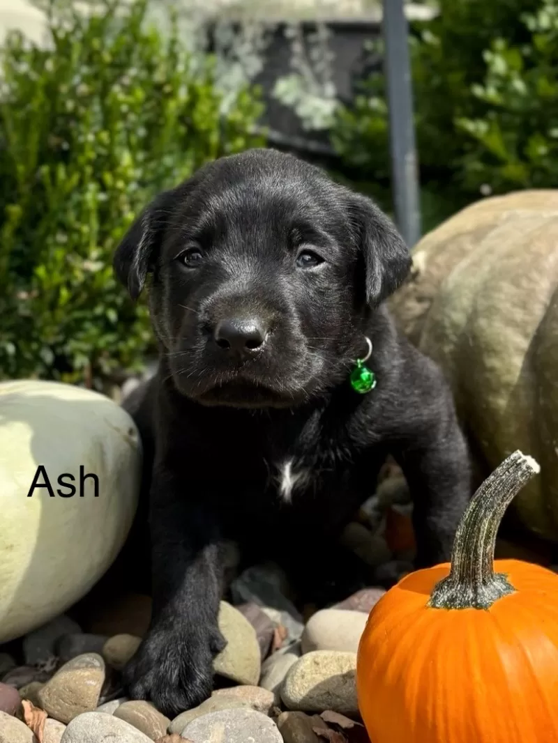 Hailey black lab