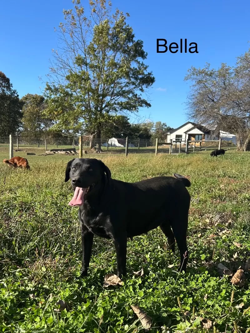 Bella labrador