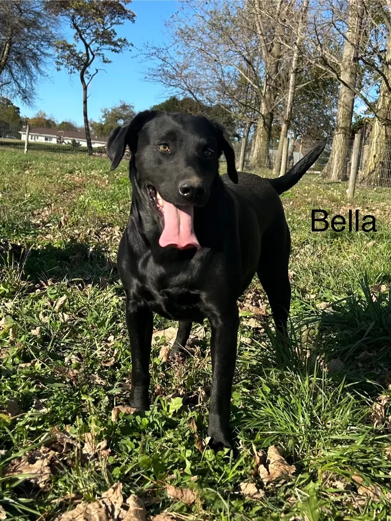 Bella labrador