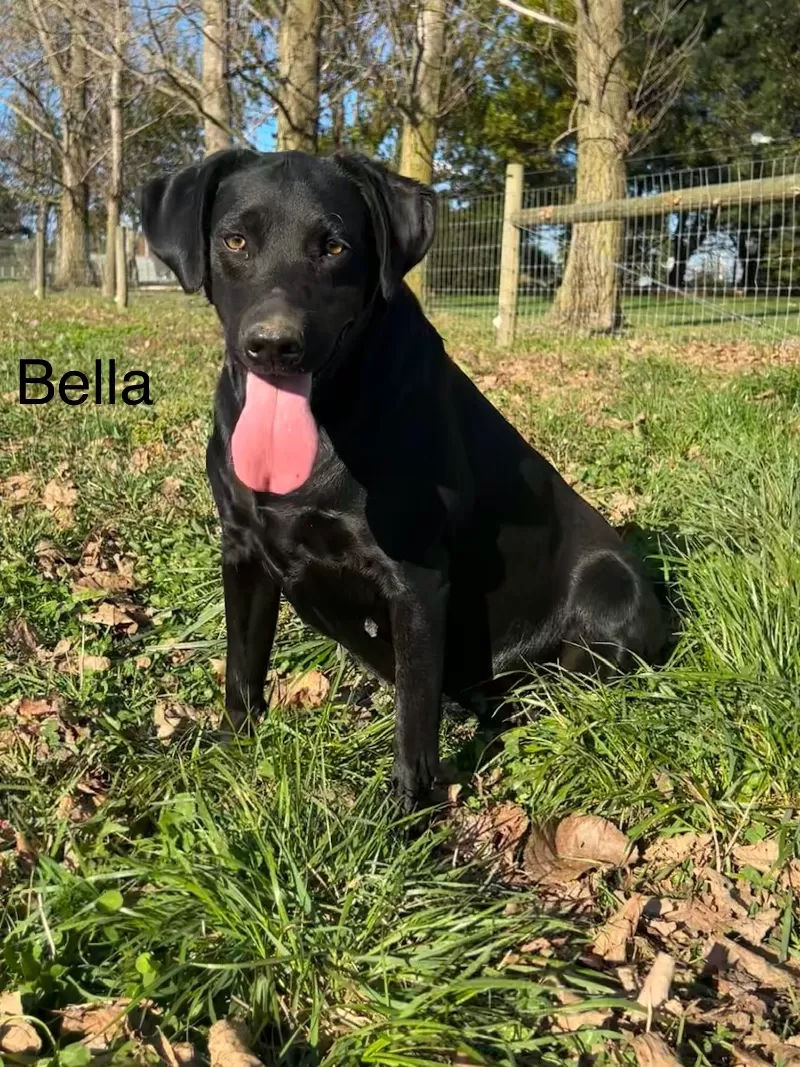 Bella labrador