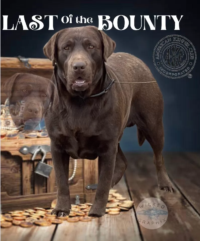 Puppy Name: Bounty labrador
