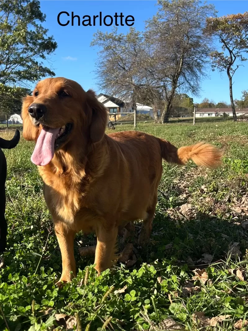 Charlotte