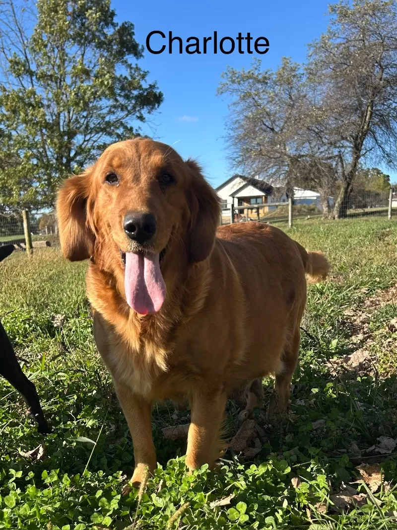 Charlotte
