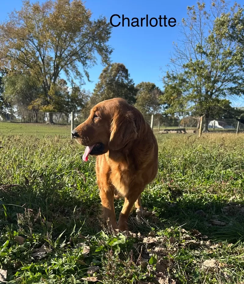 Charlotte