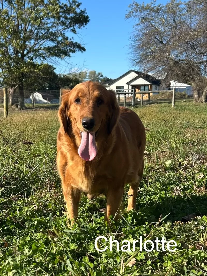 Charlotte