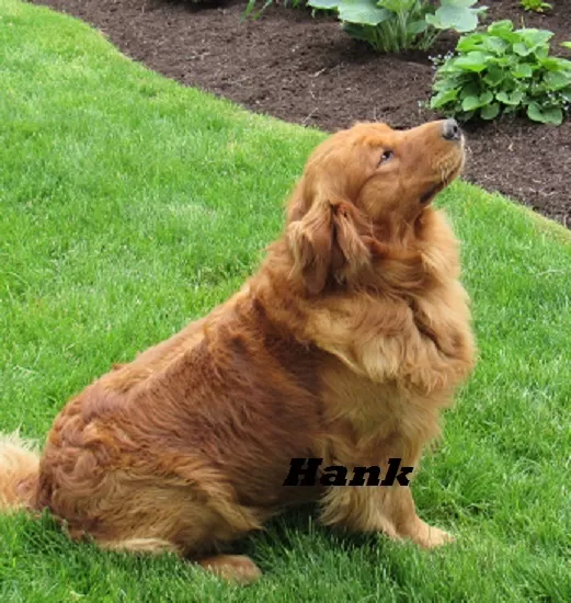 Puppy Name: Hank