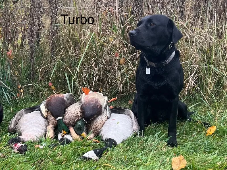 Puppy Name: Turbo