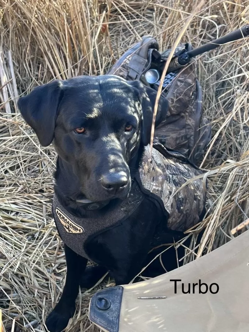 Turbo