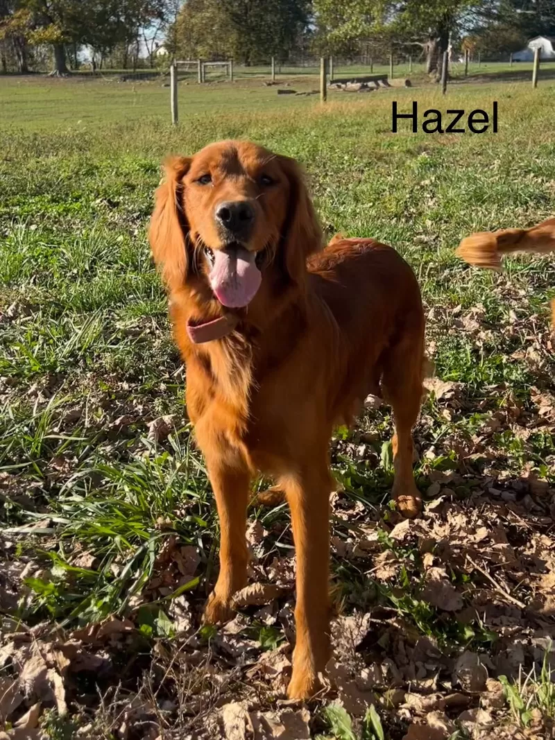 Hazel