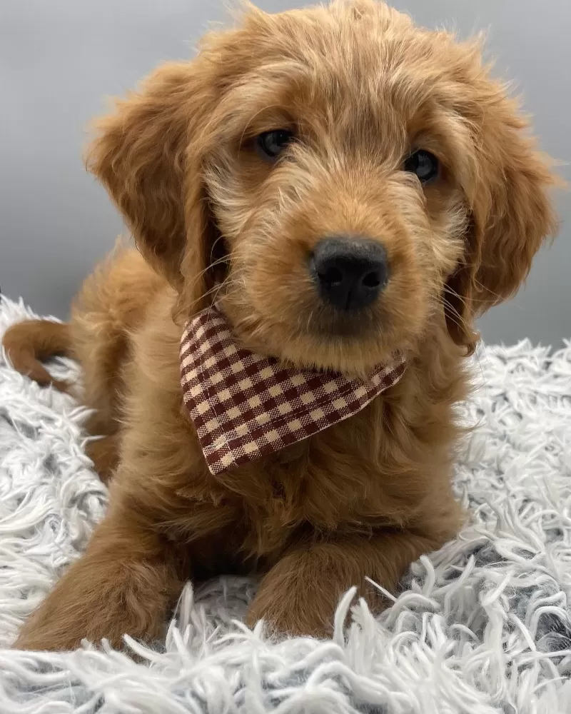 Bentley