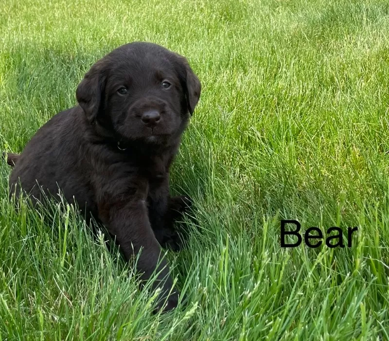 Bear