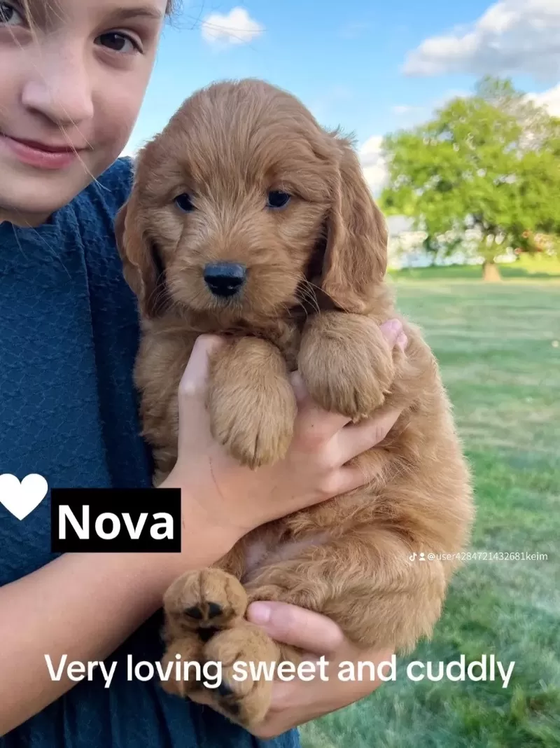 Nova