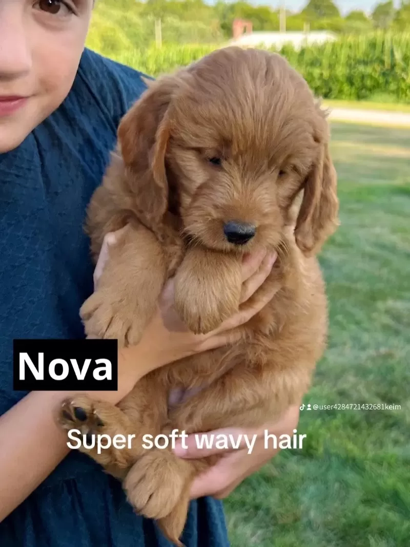 Nova