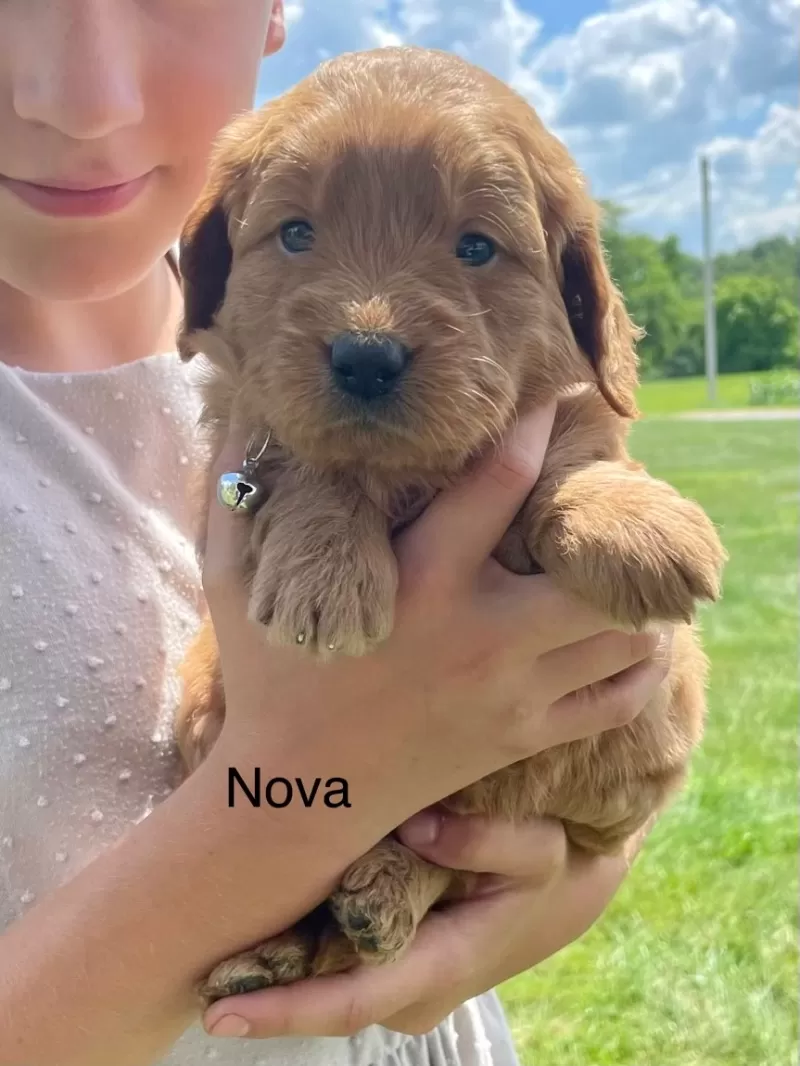 Nova