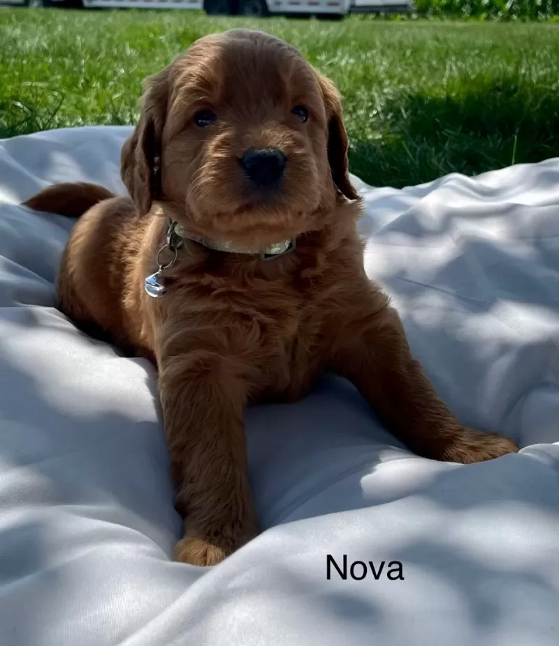 Nova