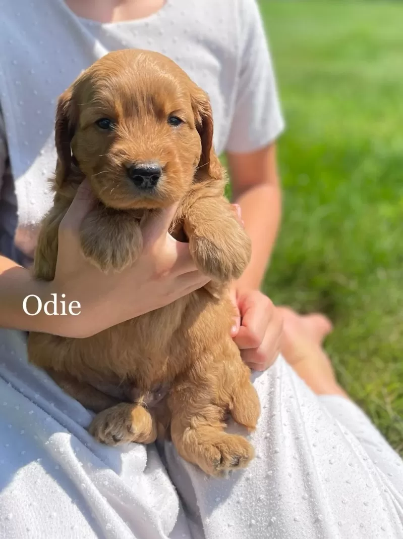 Odie