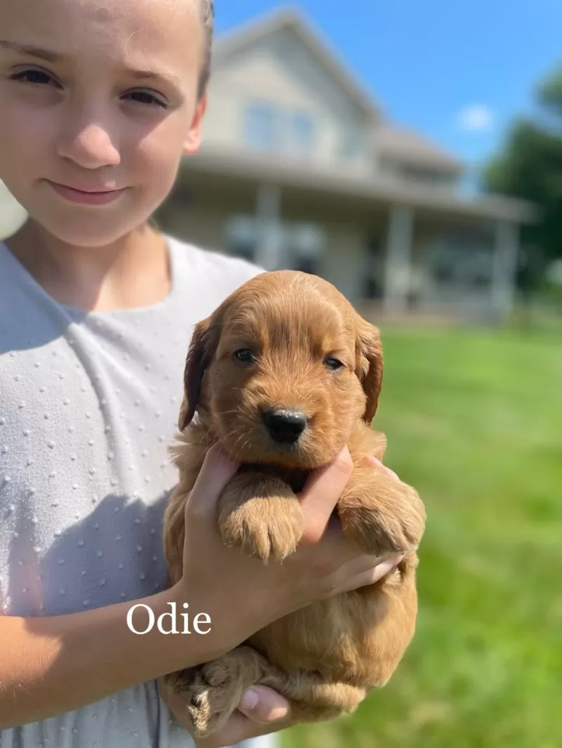 Odie