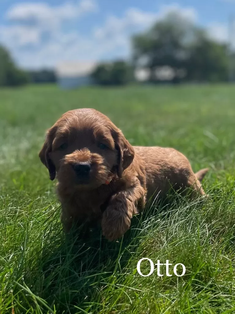 Otto