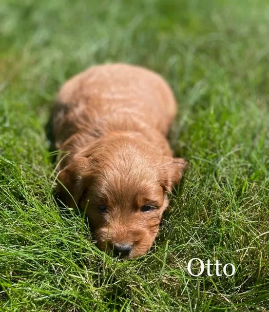 Otto