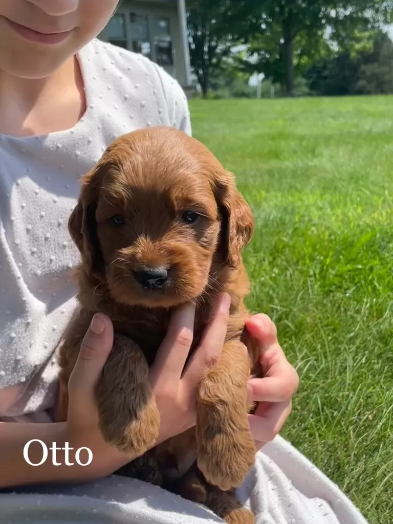 Otto