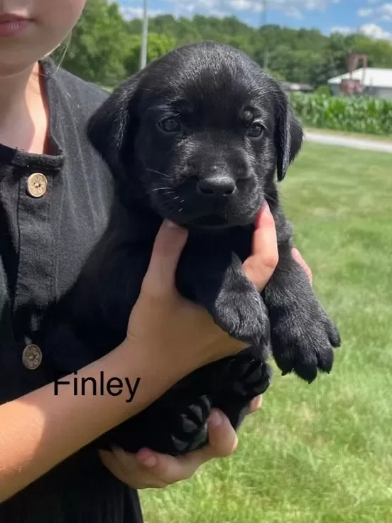 Finley