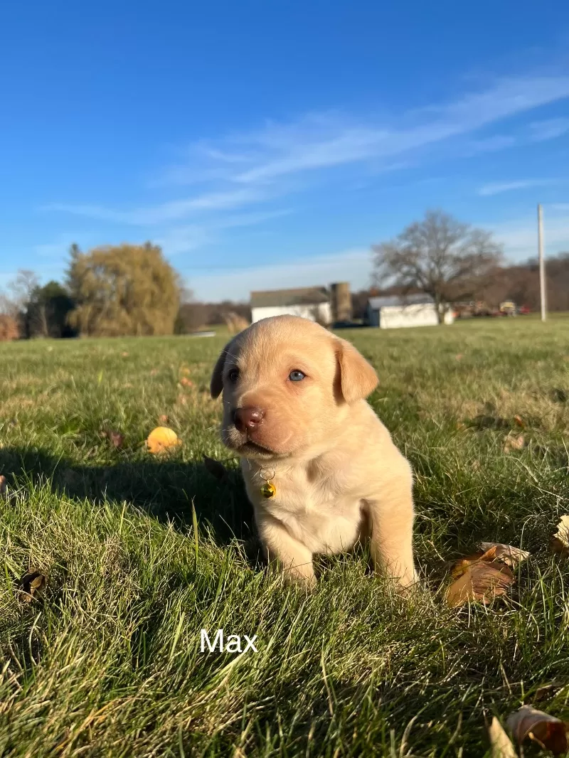 Puppy Name: Max