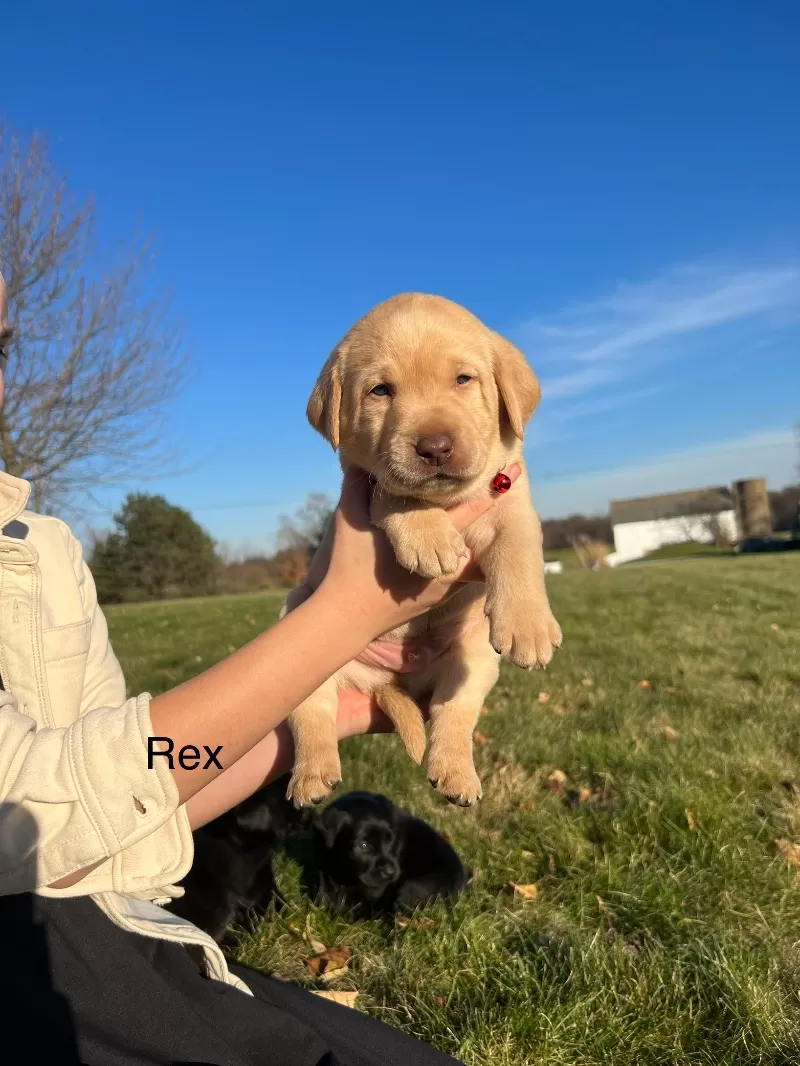 Puppy Name: Rex