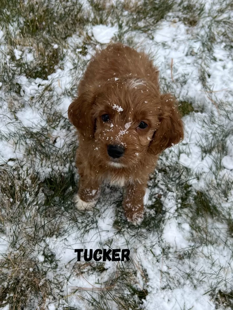 Tucker