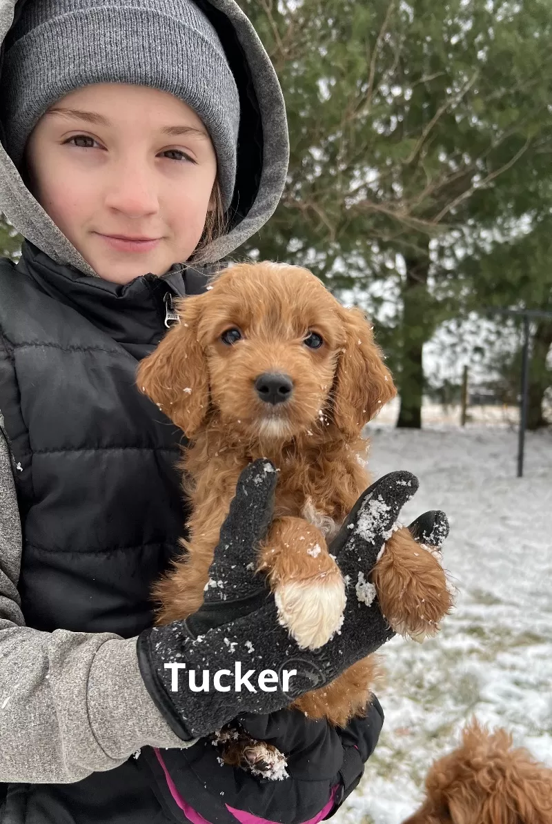 Tucker