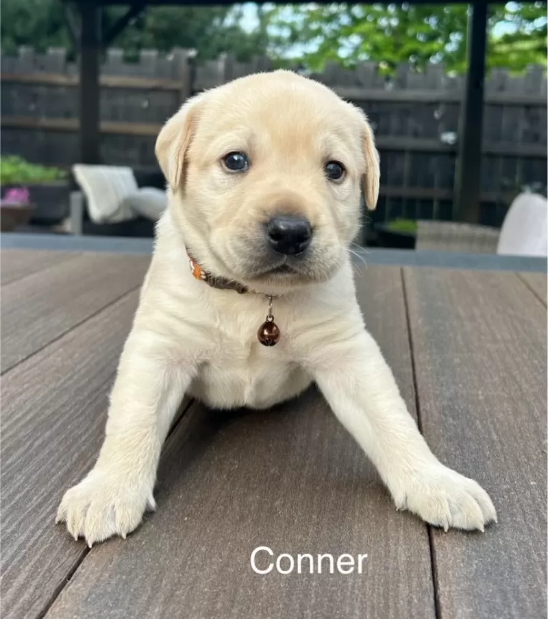 Conner