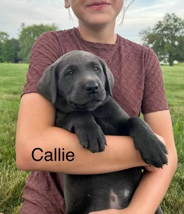 Puppy Name: Callie