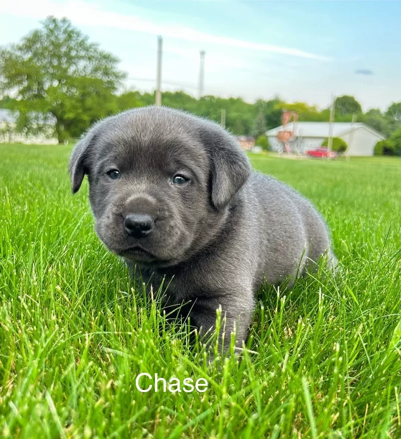 Puppy Name: Chase