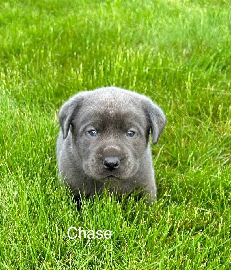 Chase