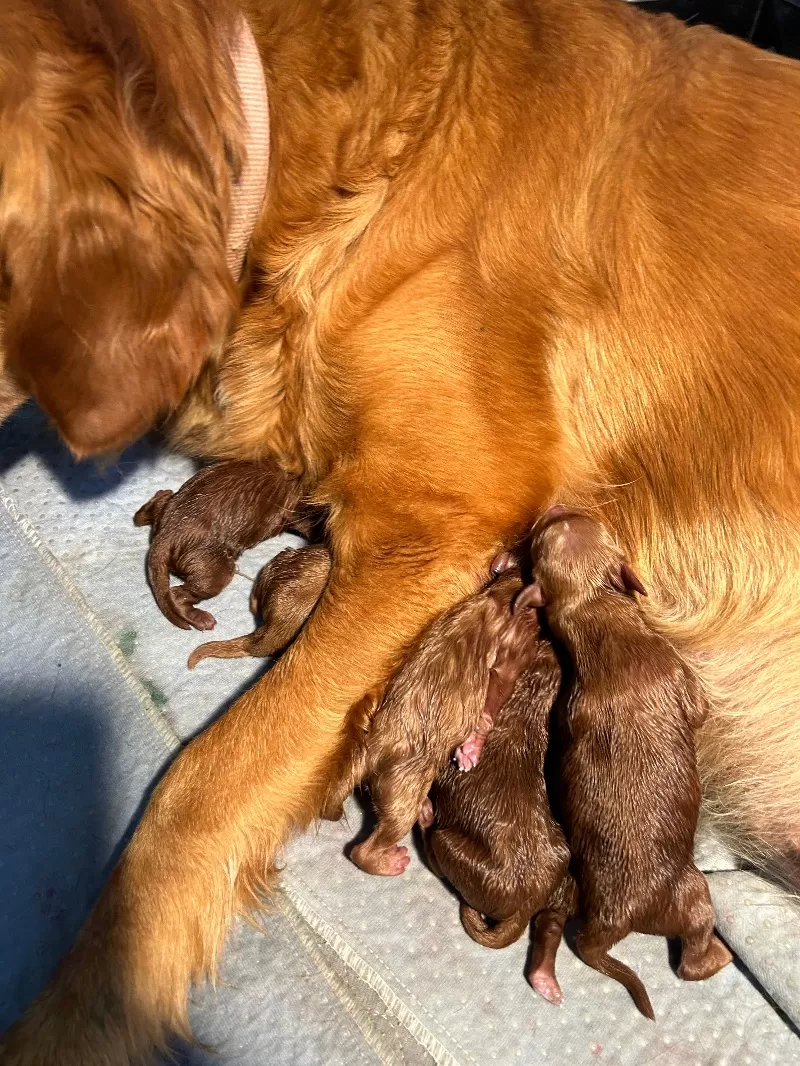 Lacy’s litter  mini goldendoodles available Dec.4 2024