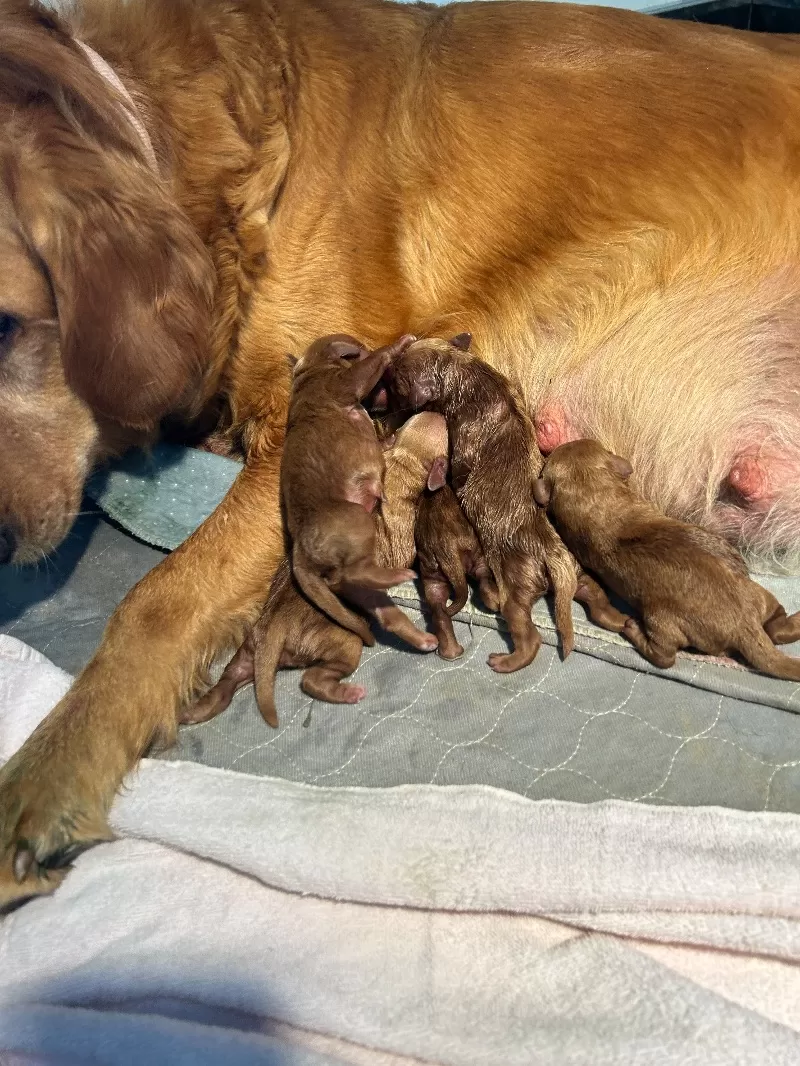 Lacy’s litter  mini goldendoodles available Dec.4 2024