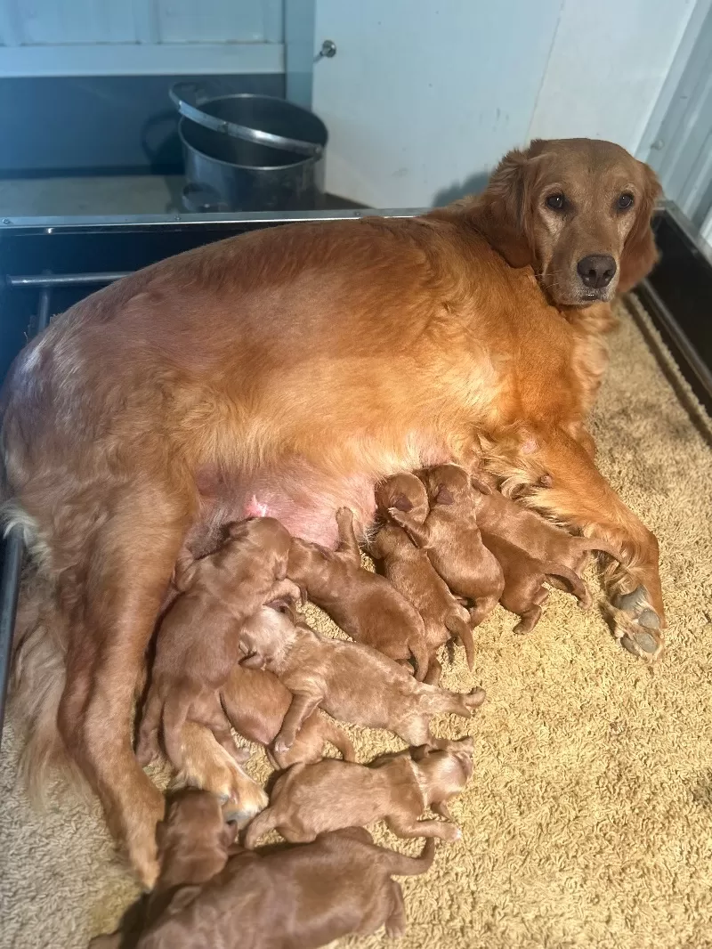 Lacy’s litter  mini goldendoodles available Dec.4 2024