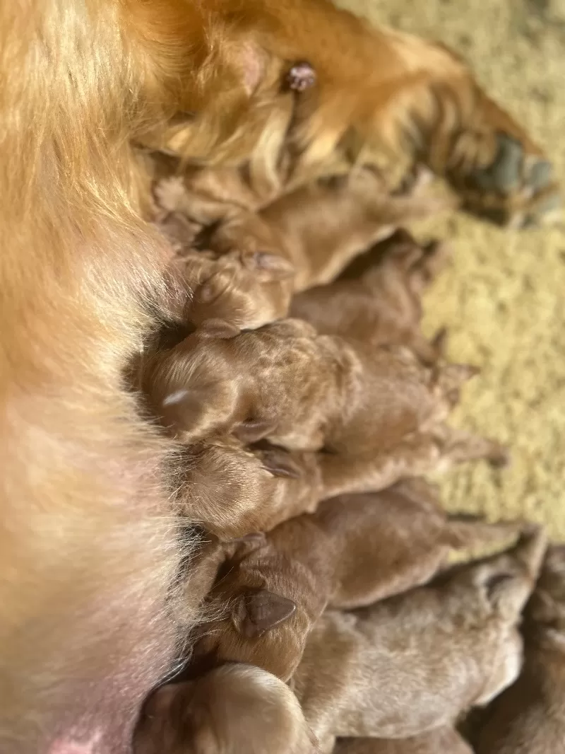 Lacy’s litter  mini goldendoodles available Dec.4 2024