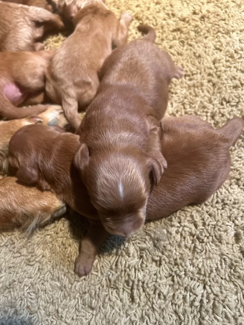 Lacy’s litter  mini goldendoodles available Dec.4 2024