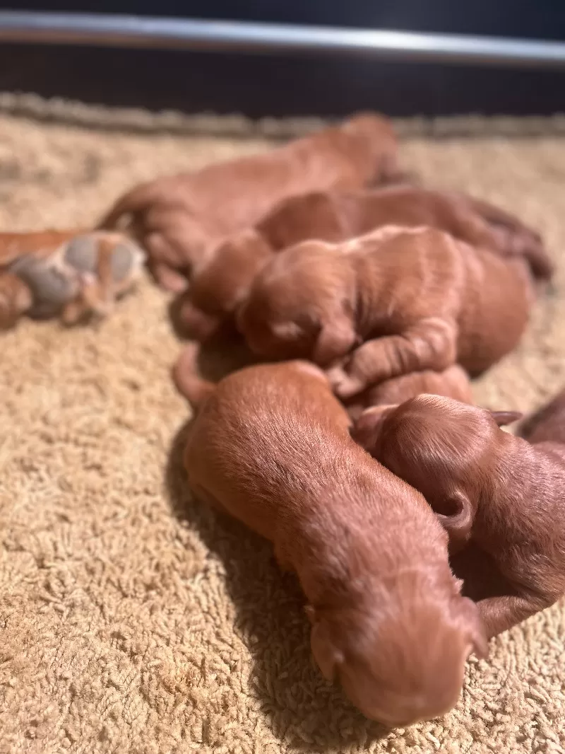 Lacy’s litter  mini goldendoodles available Dec.4 2024