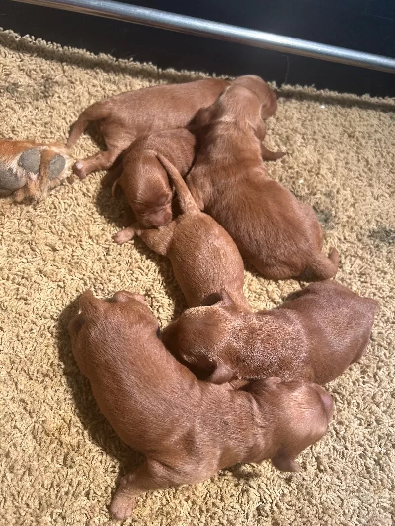 Lacy’s litter  mini goldendoodles available Dec.4 2024