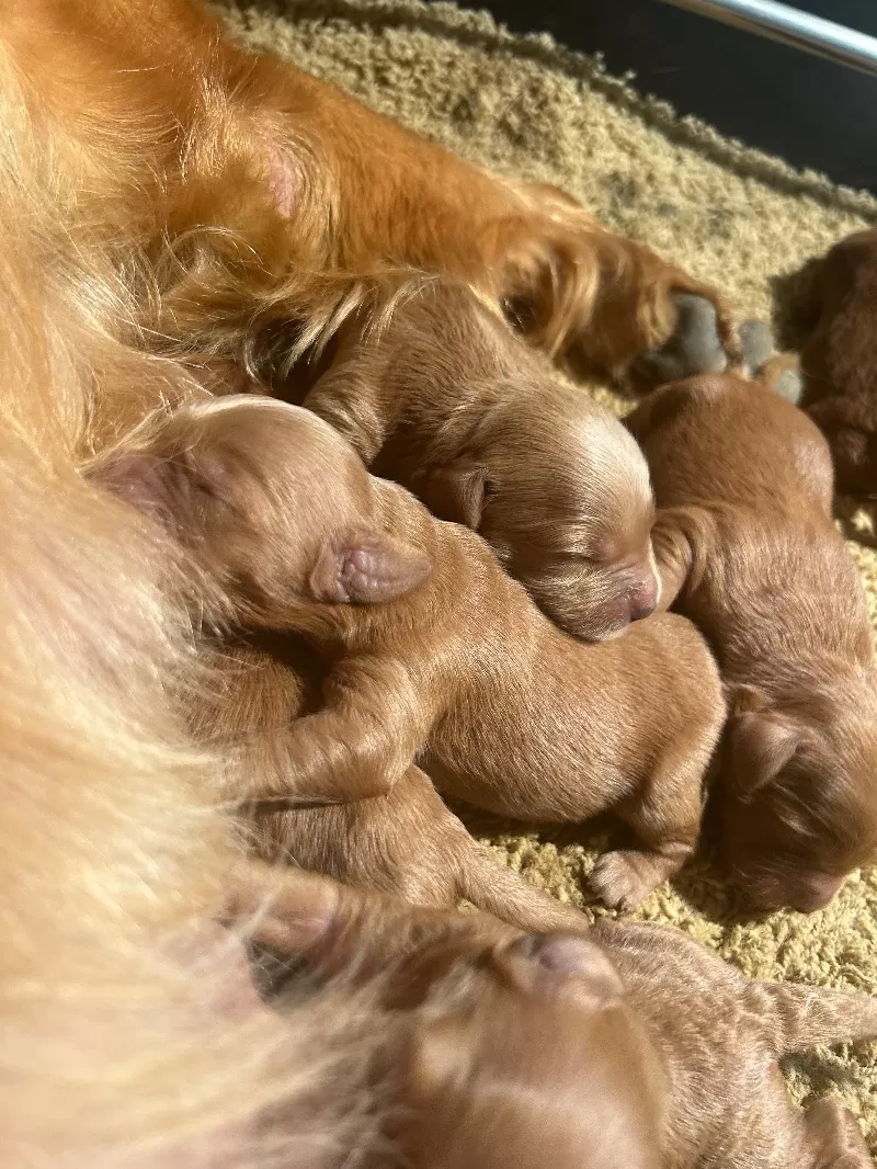 Lacy’s litter  mini goldendoodles available Dec.4 2024