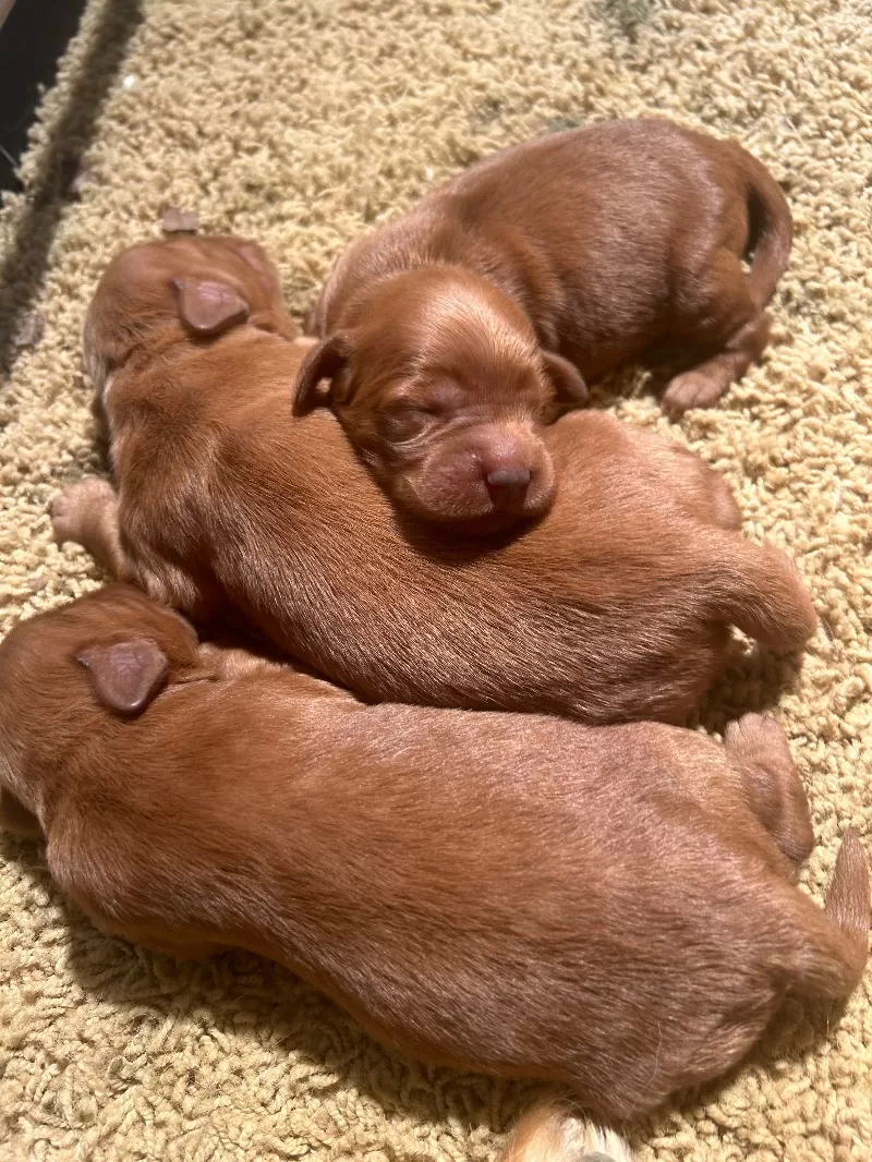 Lacy’s litter  mini goldendoodles available Dec.4 2024