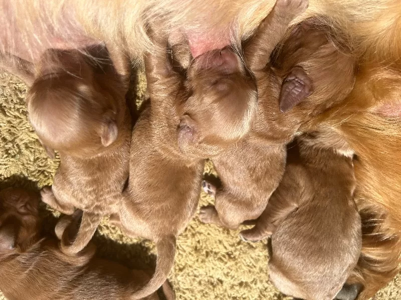 Lacy’s litter  mini goldendoodles available Dec.4 2024