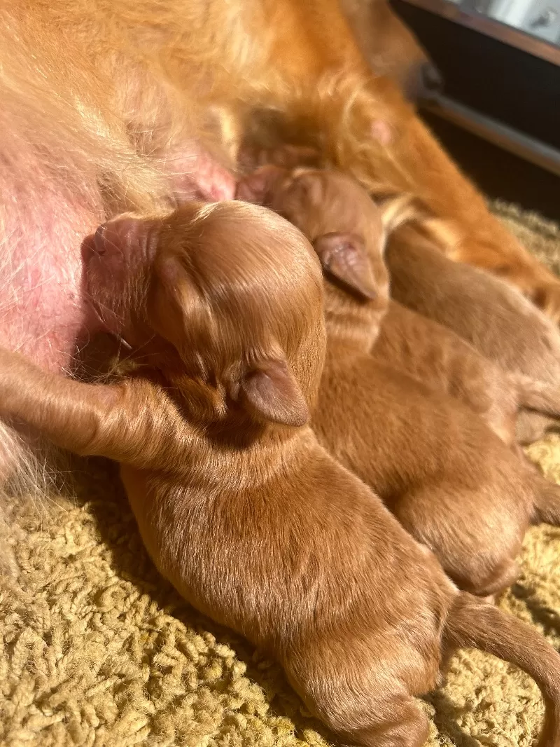 Lacy’s litter  mini goldendoodles available Dec.4 2024