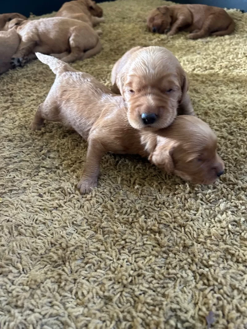 Lacy’s litter  mini goldendoodles available Dec.4 2024