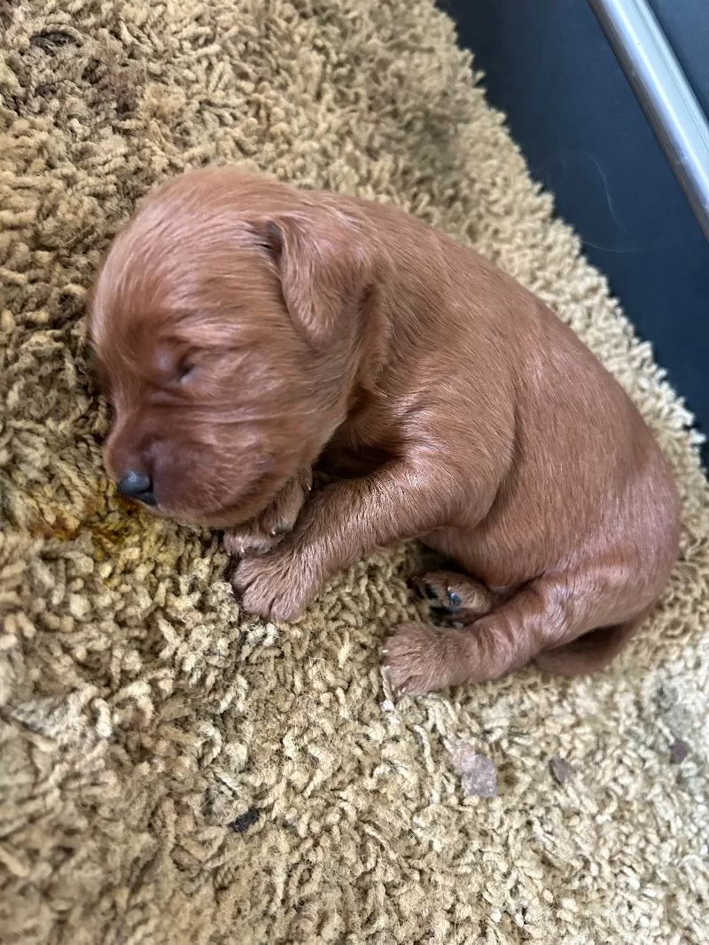 Lacy’s litter  mini goldendoodles available Dec.4 2024