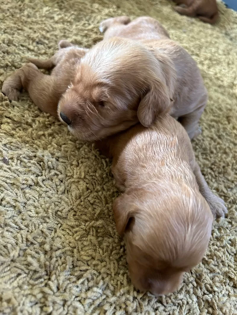 Lacy’s litter  mini goldendoodles available Dec.4 2024